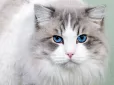 Котяча мова любові: Як ваш улюбленець показує, що любить вас?