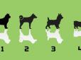 Психологічний тест: Оберіть собаку на картинці - і дізнайтеся, якими вас бачать люди