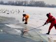У Києві рятують рибу та птахів на озерах і ставках
