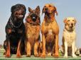Не ігноруйте! Кінолог назвав три породи собак, яких слід уникати, якщо у вас є діти