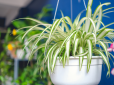 Розмістіть цю рослину вдома. Вона принесе щастя, гармонію та спокій
