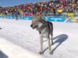 Зимова Олімпіада-2026: Пес увірвався на лижні перегони і став зіркою мережі (відео)