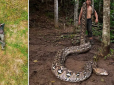 Найдовшу змію у світі знайшли в Індонезії: Пітон-гігант понад 7 метрів шокував науковців