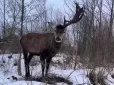 Шансів, що виживе небагато: На Рівненщині авто збило зірку соцмереж оленя Бориса (відео)