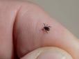 Україну атакують кліщі! Що слід робити у випадку укусу