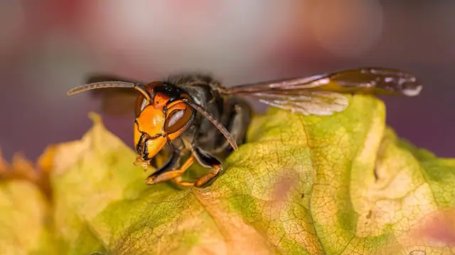 Найнеприємніші дрібні істоти у світі: Науковці дослідили, хто кусає людину найболючіше