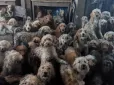 Шерсть була зваляна та закоростяніла: У Британії 250 собак жили в одній кімнаті